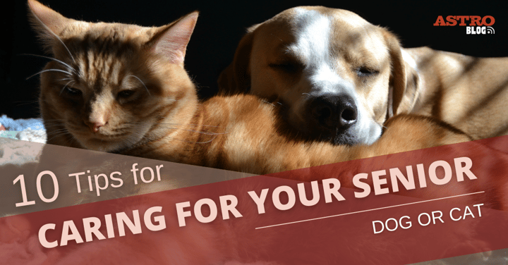 Top 10 Tips for Caring for Your Senior Dog or Cat