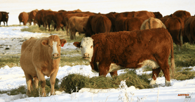 Cattle in snow eating