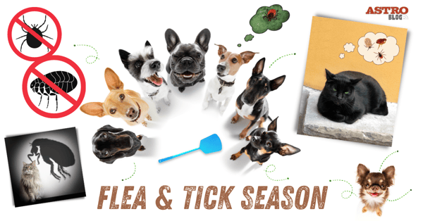 Flea & Tick Season