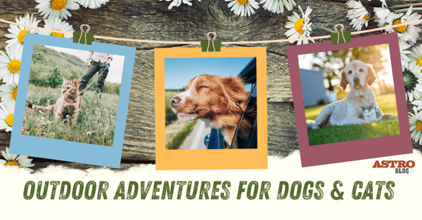Outdoor Adventures for Dogs and Cats