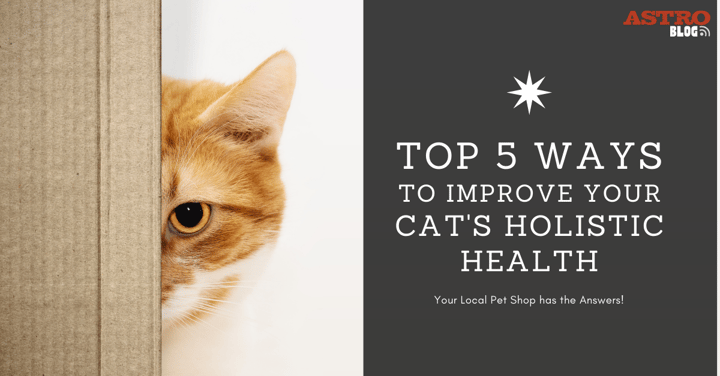 Top 5 Ways to Improve Your Cat's Holistic Health