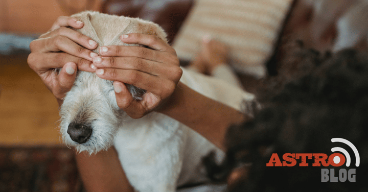 Tips for Keeping Your Pet Safe and Calm this Fourth of July