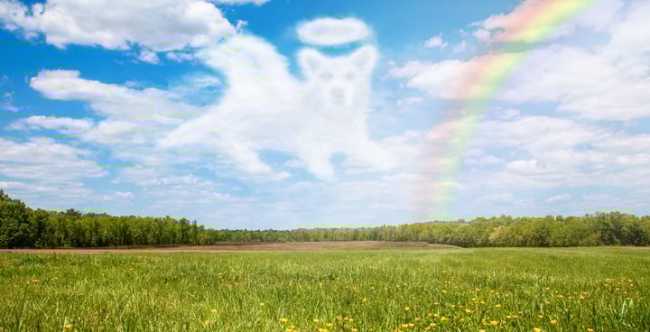 Remembering Pets on Remember Me Thursday