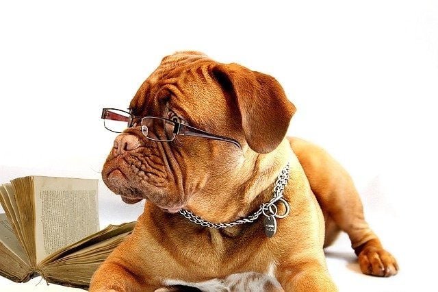How Local Pet Stores Can Help Pets Go 