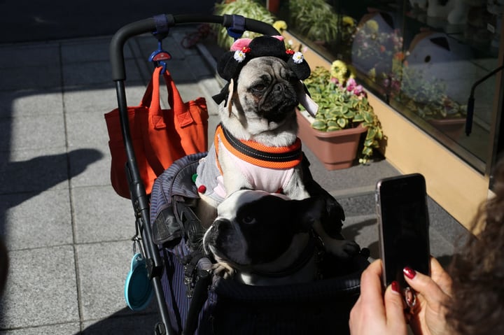 Creating Content for Your Local Independent Pet Store