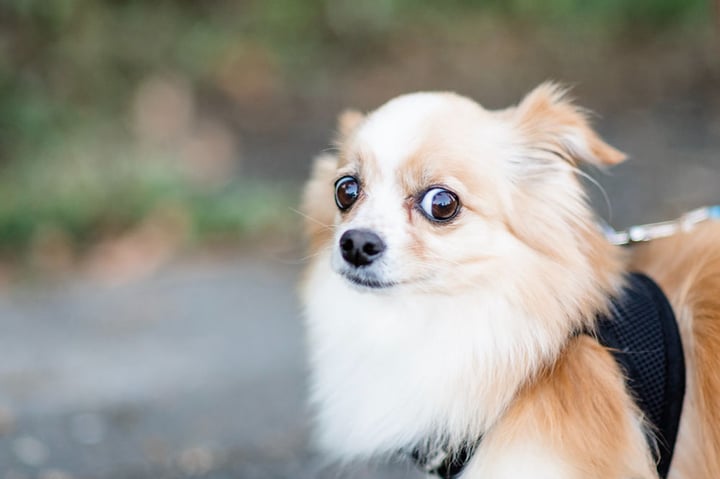 Is Your Dog Afraid of Fireworks? Here's the Fix!