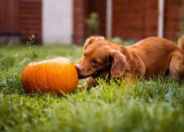 Fall for a Dog This Fall with Dogtober Adoptions 🍂🐶