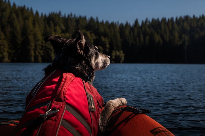 How to Get Outdoors with Your Dog During A Quarantine