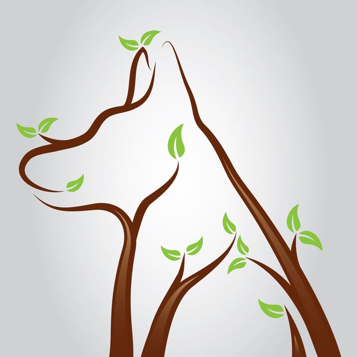Celebrating Health for the Whole Pet- All About Holistic Pet Care
