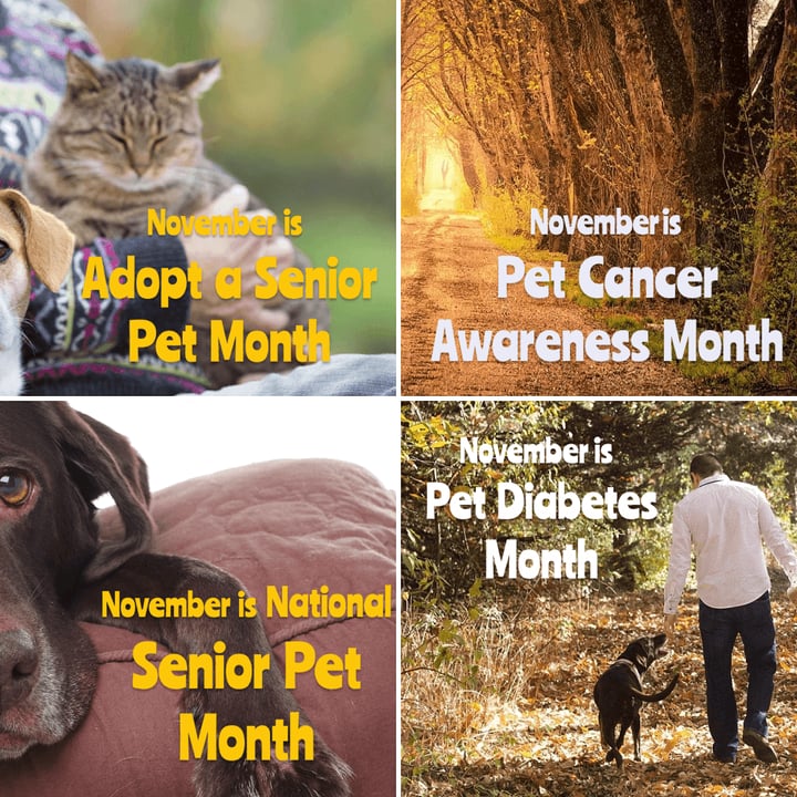 Promotion Calendar & Marketing Materials | NOVEMBER