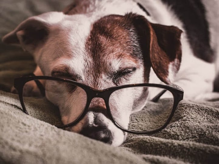 Keep Your Senior Pets Healthy This November