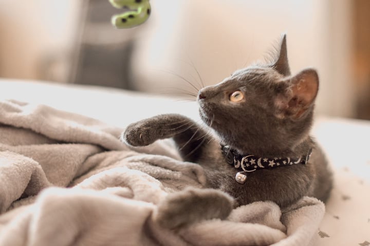 Bored At Home? Your Cat Might Need Some Enrichment, Too