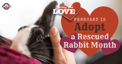 Adopt a Rescued Rabbit Month 