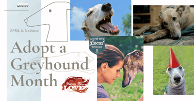 April Adopt a Greyhound Month