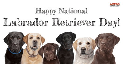 Jan 8_National Labrador Retriever Day