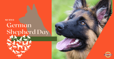 May 10_ German Shepherd Day