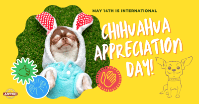 May 14_ International Chihuahua Appreciation Day