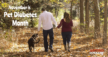 Pet Diabetes Month