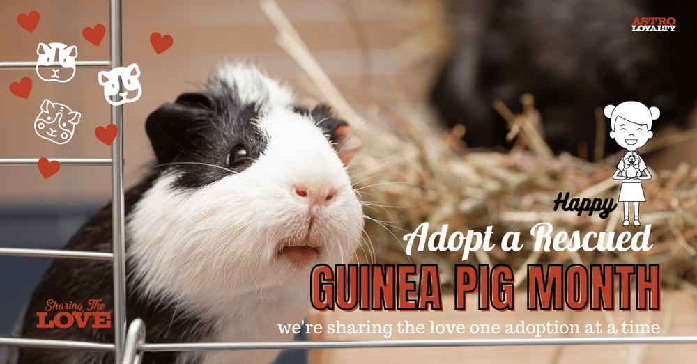 Adopt a rescued guinea pig shops month